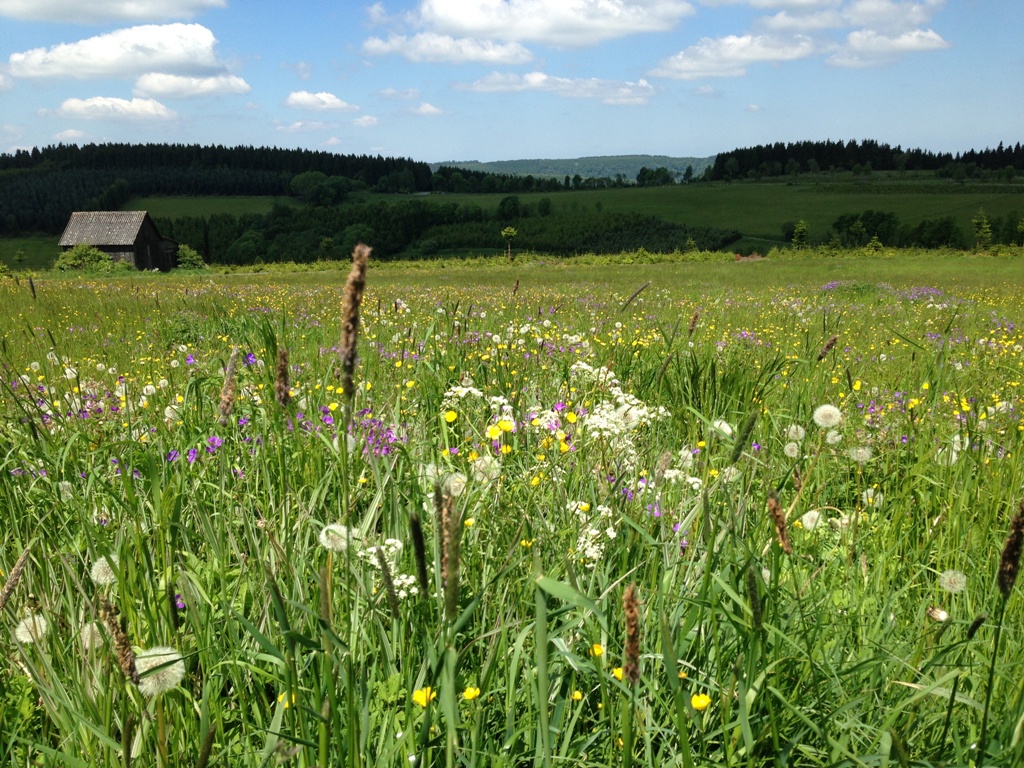 Bergwiese bei Altastenberg online