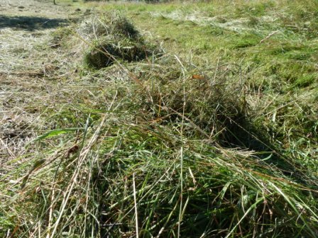 Feinstes Winterberger Bergwiesenheu vor der Ernte