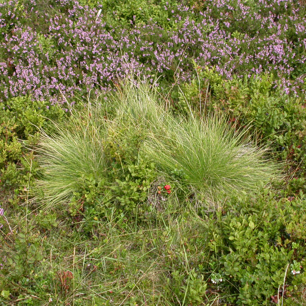 Borstgras in Heide