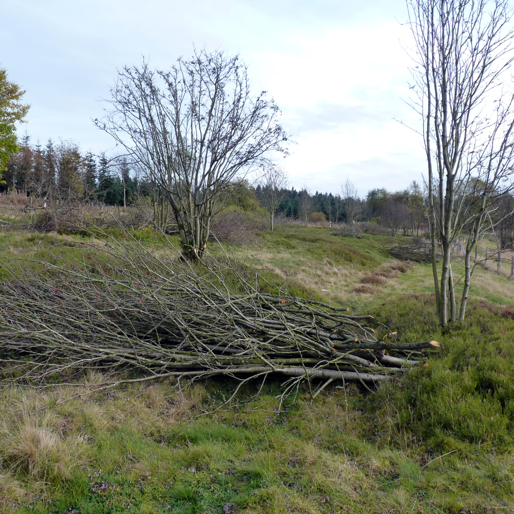 Entbuschung Heide Altastenberg-Nord