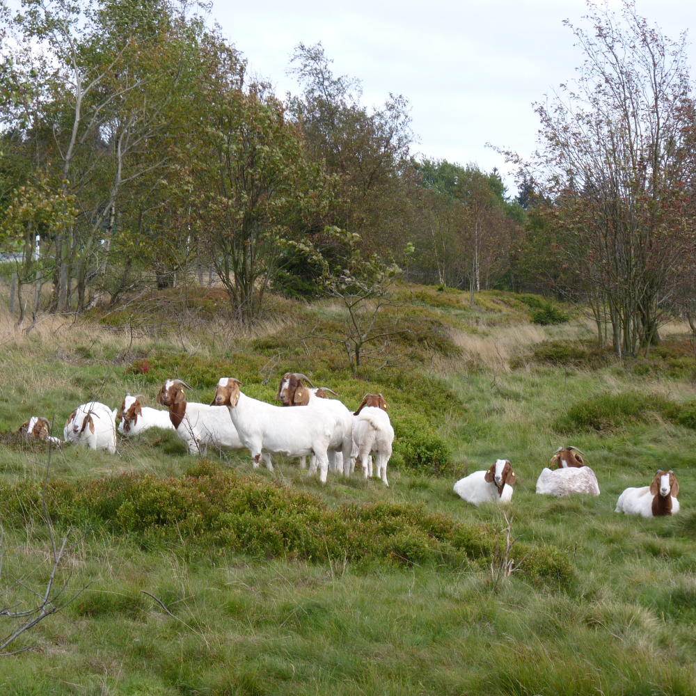 Burenziegen in Heidefläche bei Altastenberg