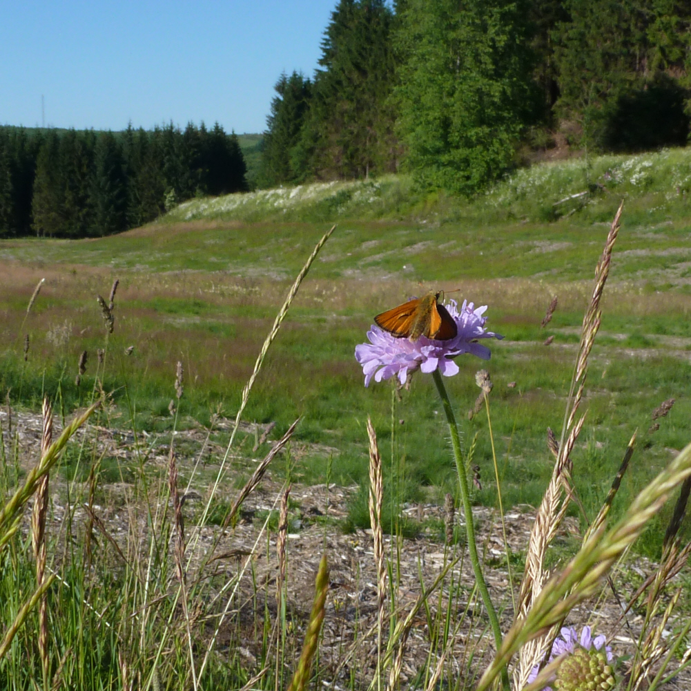 Sich entwickelnde Bergwiese im Folgemahr der Forstrodung