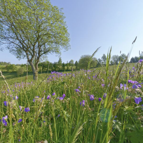 nährstoffreiche Bergwiese nördlich Altastenberg