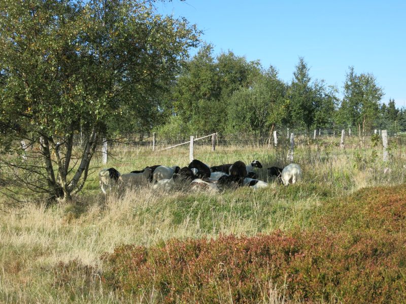 Unterwegs trifft man auf tierische Landschaftspfleger