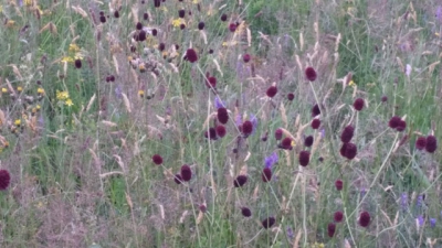 kreuzberg wiese im juli 20140721 1495391520