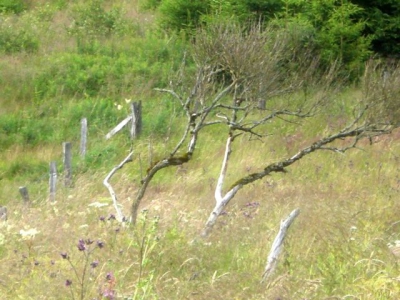 ruhrtalradweg 20140721 2073804188