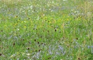 Die bunten Wiesen in Altastenberg