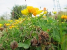 Gelbe Blumen in Altastenberg