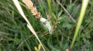 Heuschrecke in der Bergwiese (Zwitscher Heupferd)