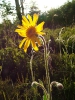 Arnica montana