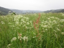 Blumenwiese am Hühnerloh in Züschen