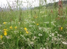 Blumenwiese Juni in Züschen 