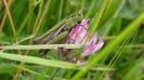 Heuschrecke am Postteich (Bunter Grashüpfer)