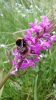 Hummel auf Blume