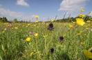 Schwarze Teufelskralle Bergwiese Lenneplätze