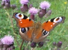 Tagpfauenauge auf Distel