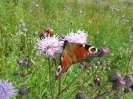 Tagpfauenauge und Marienkäfer