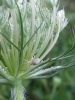 Wilde Möhre mit veränderlicher Krabbenspinne