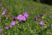 Storchschnabel Charakterart der Bergwiesen