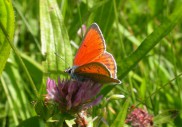 Lycaena hippothoe NA-27 20090624 121529