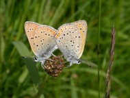 Lycaena hippothoe Paar online