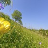 mittelnährstoffreiche Bergwiese nördlich Altastenberg