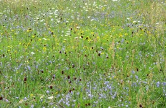 die bunten wiesen in altastenberg 20140726 2000741073